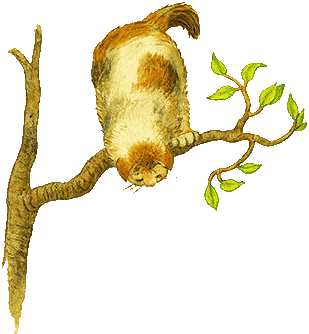 Little Robin Redbreast - the Cat